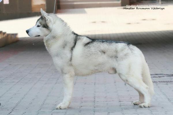 Vito Corleone of Siberian Lady