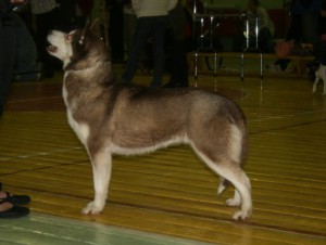 AVARIYA S GOLUBOY ZVEZDY