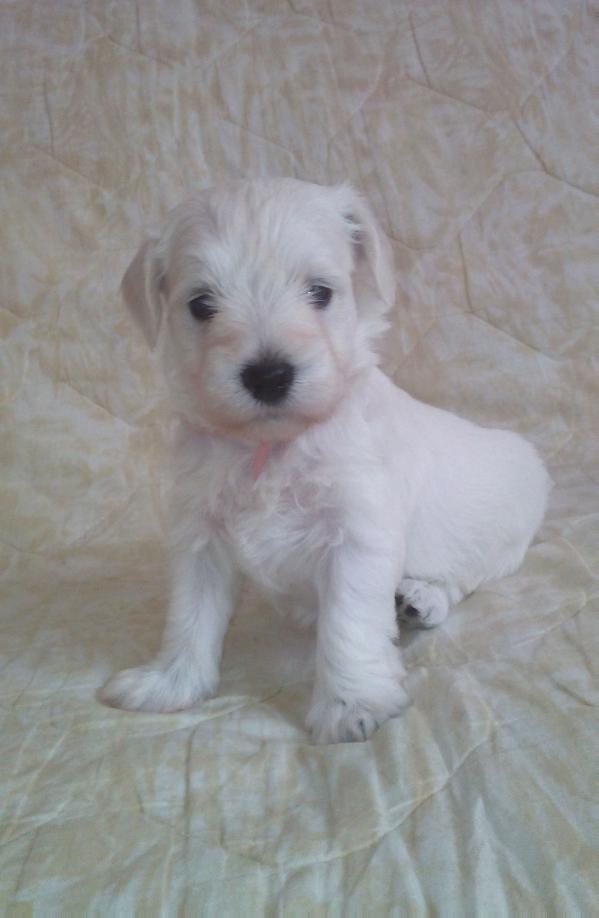 Bella Saraswati Kennel