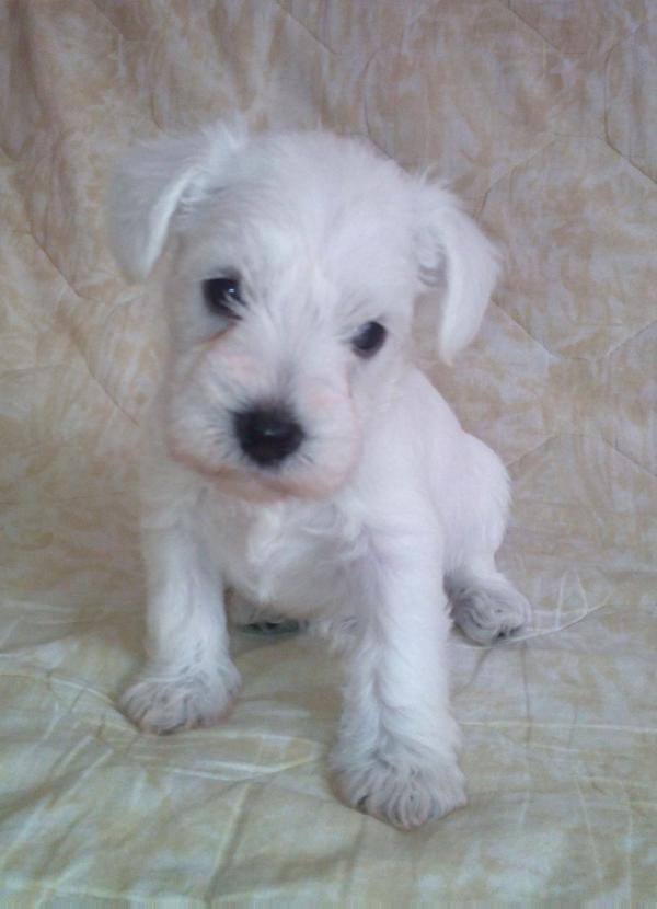 Bonny Saraswati Kennel