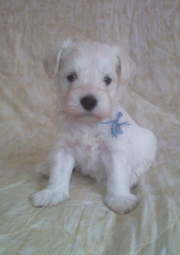 Bonno Saraswati Kennel