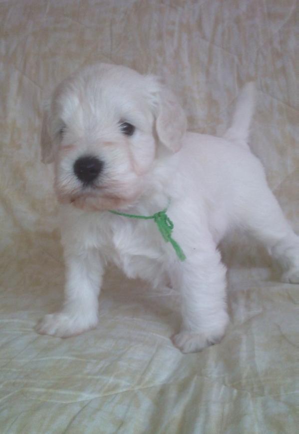 Brunno Saraswati Kennel