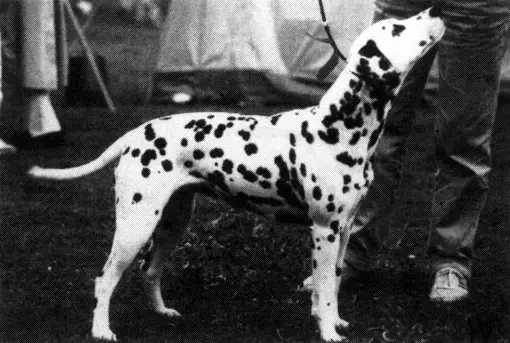 COCA-OLBERO von Wilhelmshohe