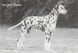 Kolo Line's GLENADY
