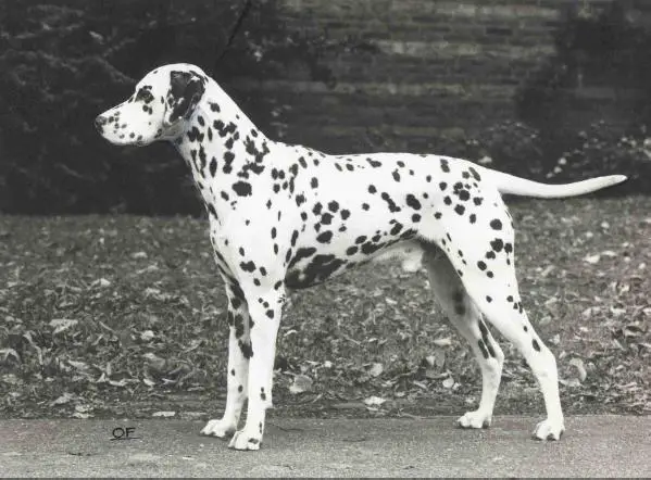 Cadoc v. Huis Dalmatho