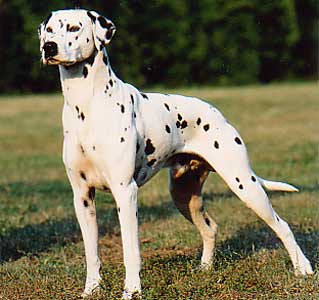Gluck della Belcora