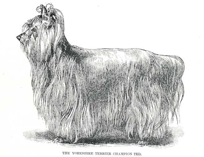 Ted (c.1901)