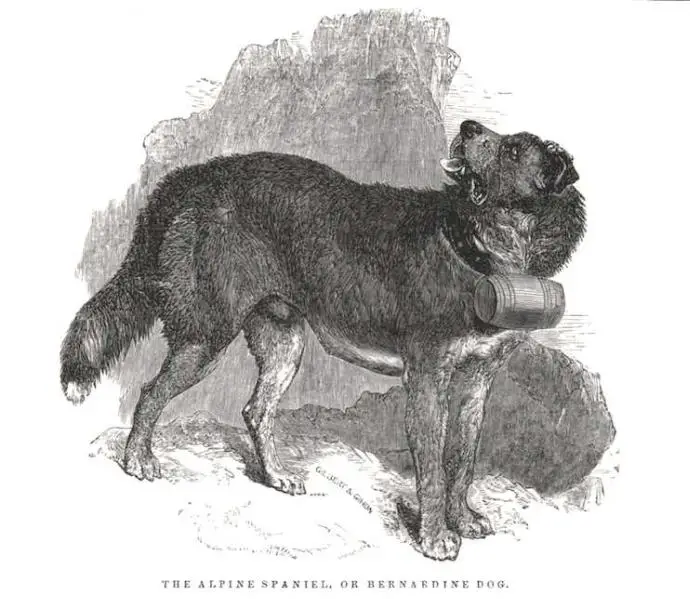 Alphine Spaniel (Bernardine Dog) (c.1848)