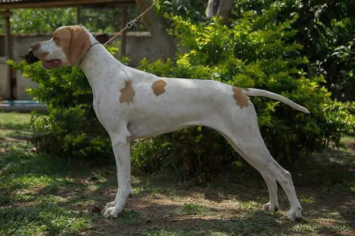 Monilus Doña Dicha