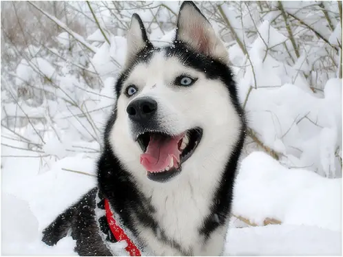 Husky Haven Virgin Gold Atabaska