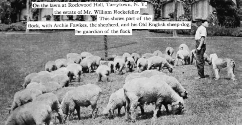 Old English Sheepdog