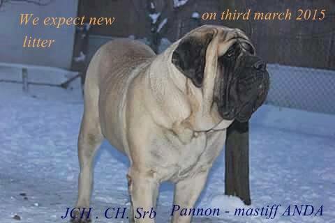 Pannon Mastiff Anda