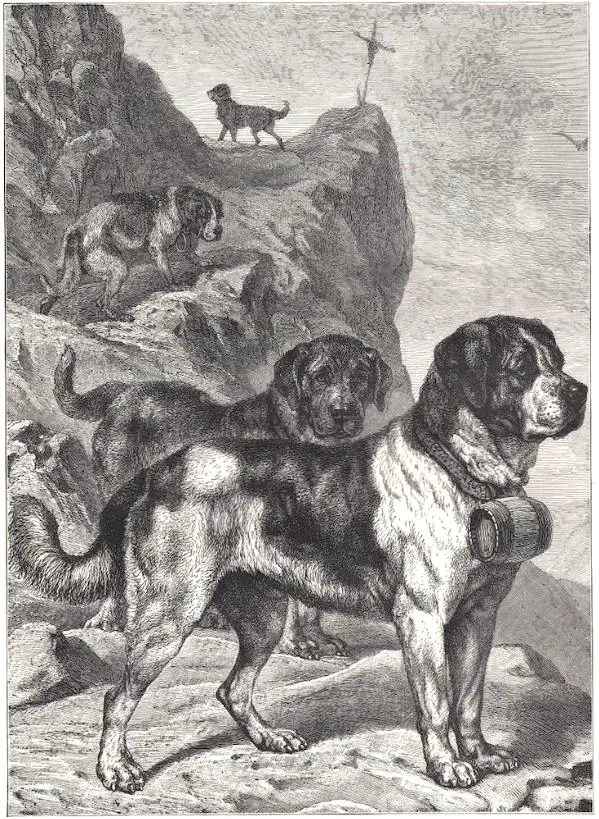 St. Bernard Dogs of the past (c.1890)