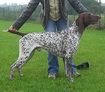 wildrose german shorthairs