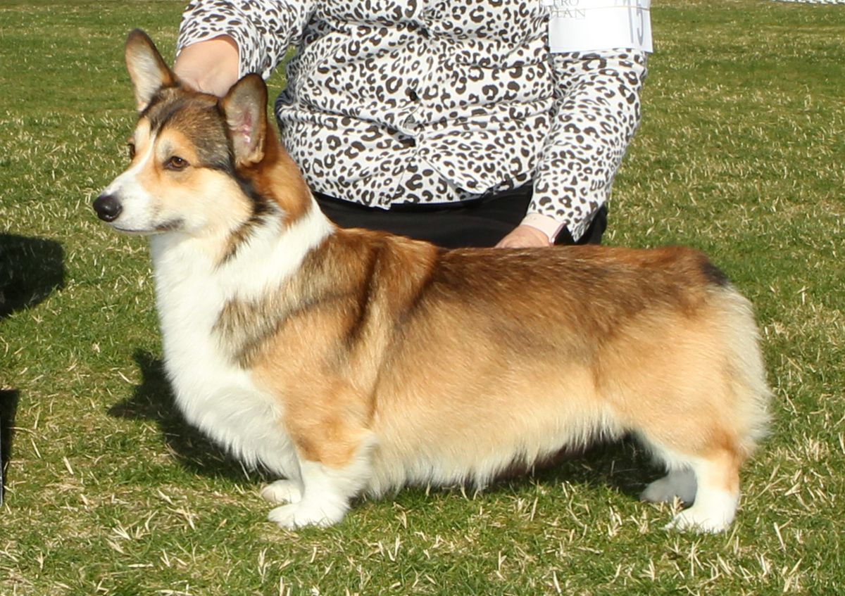 akc corgi
