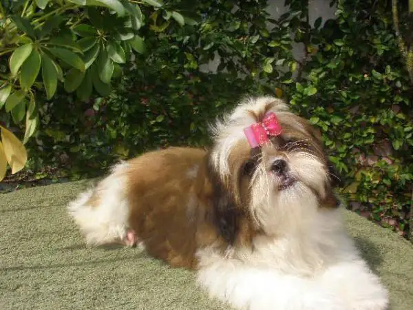 ISABELLA CHACARA'S DOG
