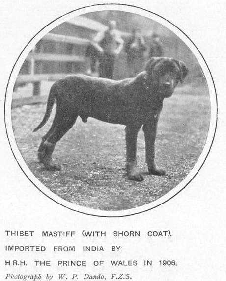 Indian Import (c.1906) [That of the Prince of Whales]