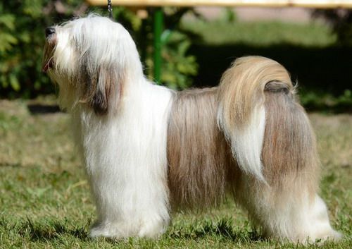 Falamandus nordic vintage