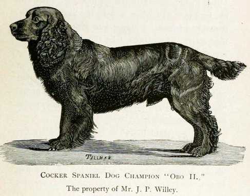 Obo II [Mr. J.P. Willey's] (Sussex Spaniel x Field Spaniel)