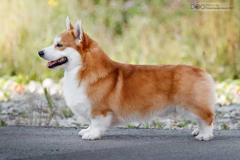 J Ch Rus, J Ch NPWC Club, Ch Rus, Mol.,2 CACIB, Ch NPWC Club Hailait's United Kingdom
