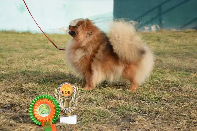Savana Visada Kartu