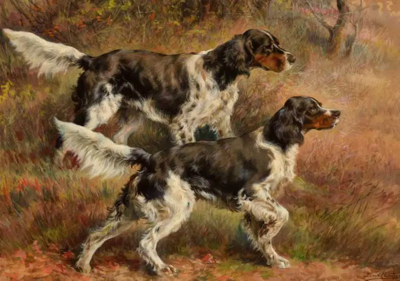 English Setter Dog