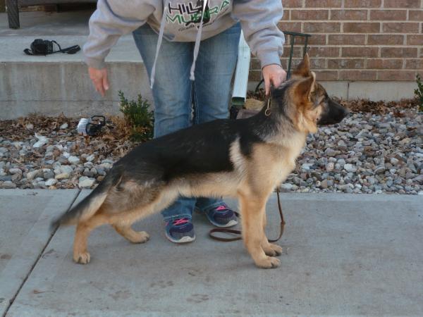 vom dortmunder german shepherds