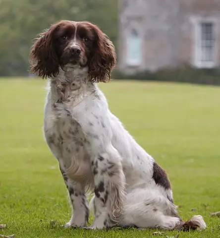 badgercourt springer spaniels for sale