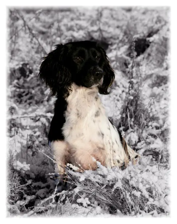 badgercourt springer spaniels for sale