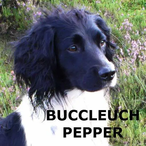 Buccleuch Pepper