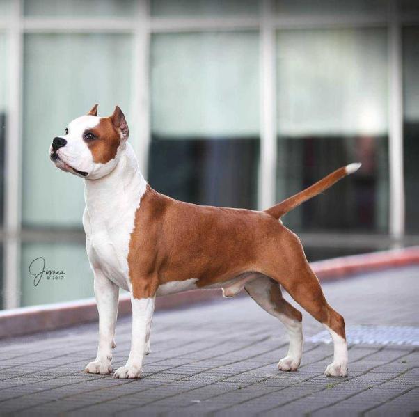 BISS CH Karballido Staffs Mambo Golden Legend