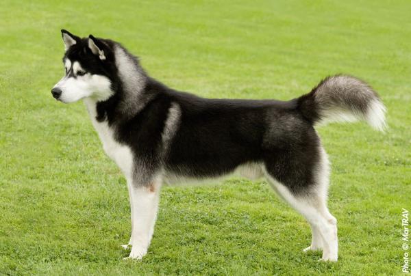 Angell la fox b.G´s phantasia