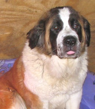 Conway's Precious Pugsley