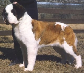 Osage's Amanda V Twin Oaks