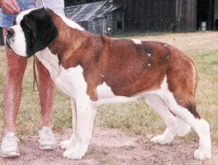 Snowsage Rasputin Van Rijn