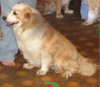 Kavak