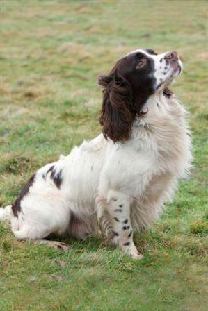 english springer spaniel pedigree database