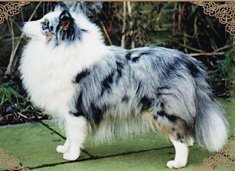 Edglonian Blue Ribbon