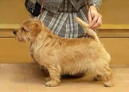 Tweedledee Teddy AS AVIS SUR AURIS