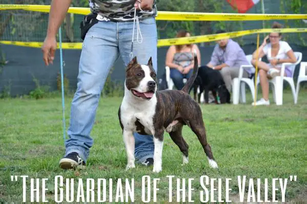 Hollywood amstaff the guardian of the sele valley