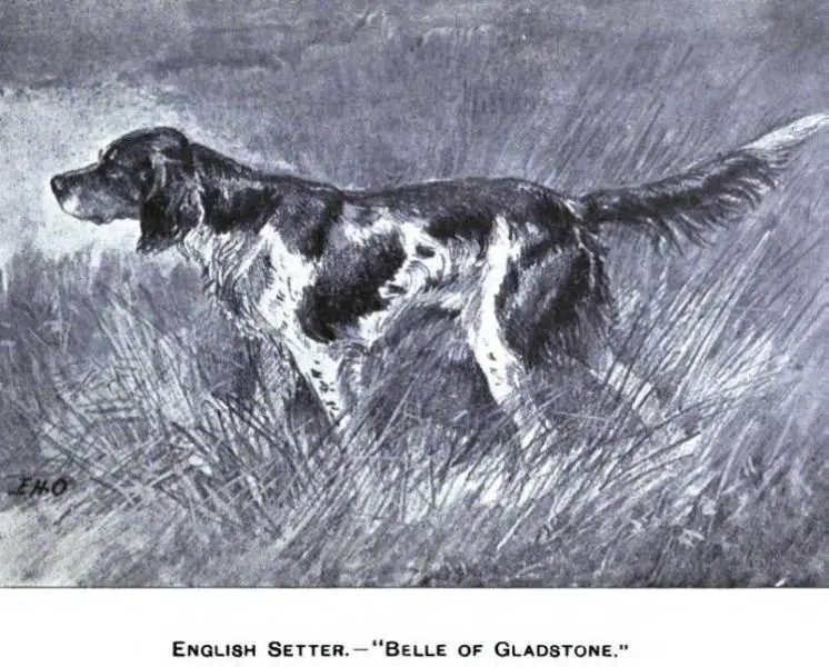 Belle of Gladstone