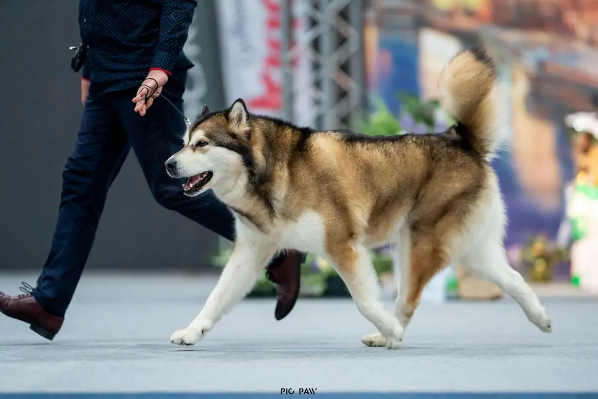 ZIVA OF ARCTIC CHALLENGE Z Śnieżnej Doliny
