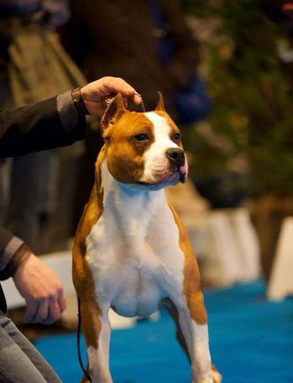 Pedigree hotsell database amstaff