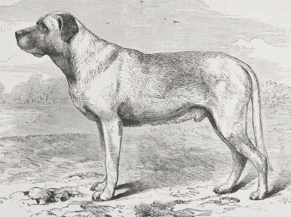 Turk (c.1890) [Shaw Cassell Mr. Wallaces]