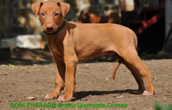 DOM PHARAON Armas Diamante Crimea