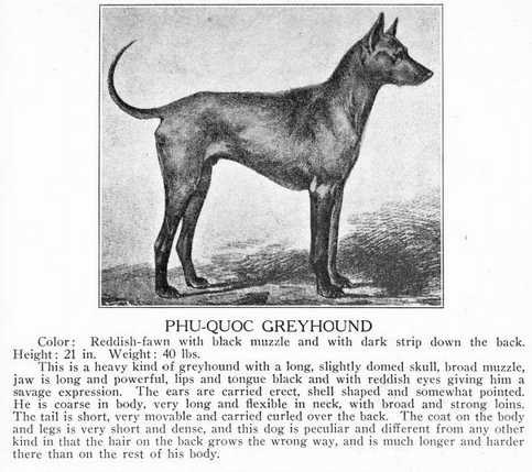 (Thai Ridgeback)