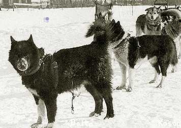 Balto [Lseppala's Racing Leader-Nome Serum Run]