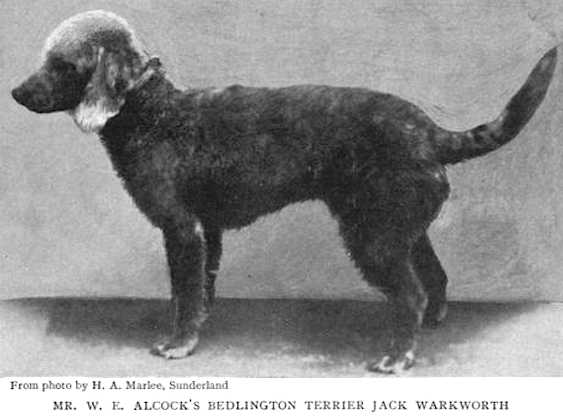 Jack Warkworth