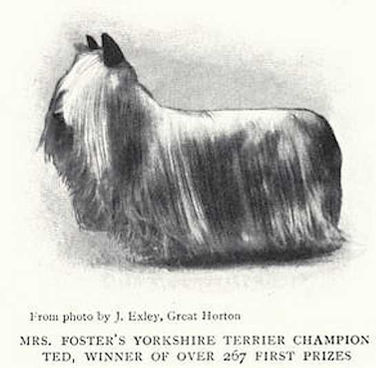 Ted (Mrs. Foster's)