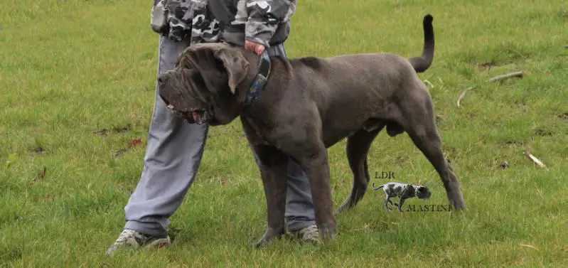 Leggenda Khersones Calderone (Luca II)